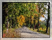 Droga, Śląsk, Dolny, Jesień, Dom, Drzewa