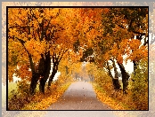 Droga, Jesień, Drzewa, Liście