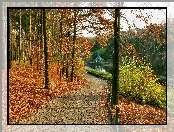 Droga, Park, Jesień, Drzewa, Liście