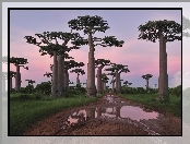 Drzewa, Kałuże, Baobab, Droga