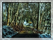 Droga, Śnieg, Drzewa, Zima