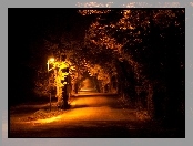 Droga, Oświetlenie, Drzewa, Lampa