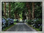 Droga, Park, Niebieskie, Kwiaty, Drzewa