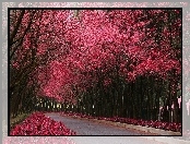 Droga, Drzewa, Kwitnące, Różowe