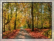 Droga, Jesień, Las, Pożółkłe, Drzewa