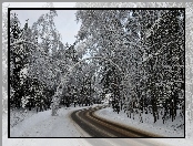 Droga, Śnieg, Przez, Las