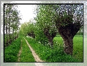 Wierzby, Droga, Ścieżka