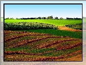 Drzewa, Skoszona, Pola, Światło, Łąka, Przebijające