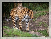 Drzewa, Jaguar, Cętki, Brązowe, Białe