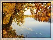 Drzewa, Rzeka, Jesień, Liście, Brzeg, Pożółkłe