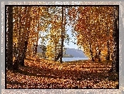 Drzewa, Jesień, Brzozy, Jezioro