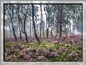 Anglia, Wrzosowisko, Mgła, Park Narodowy Peak District, Stanton Moor, Drzewa, Brzozy