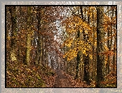 Drzewa, Droga, Las, Jesień, Ścieżka, Liście