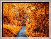 Żółte, Ścieżka, Drzewa, Jesień