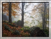 Jesień, Drzewa, Głazy, Las, Mgła