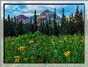 Drzewa, Łąka, Chmury, Hesperus Peak, San Juan Mountains, Kolorado, Stany Zjednoczone, Kwiaty, Góry