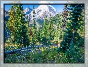 Góry, Stan Waszyngton, Stany Zjednoczone, Drzewa, Świerki, Park Narodowy Mount Rainier, Kwiaty