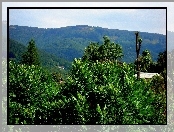 Góry, Drzewa, Lato