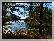 Drzewa, Jezioro