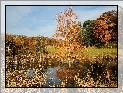 Jezioro, Drzewa, Łąka