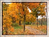 Ścieżka, Jezioro, Drzewa, Liście
