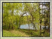 Jezioro, Drzewa, Jesień