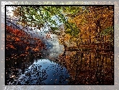 Jezioro, Drzewa, Liście