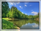 Drzewa, Stokrotki, Jezioro, Trawa