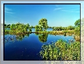 Jezioro, Drzewa, Trawy