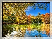 Drzewa, Jesień, Kaczki, Jezioro