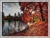 Drzewa, Jesień, Staw, Kaczki, Park