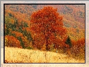 Drzewa, Lasy, Góry, Jesień, Kolorowe, Łąki