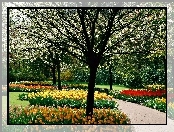 Drzewa, Park, Wiosenny, Tulipany, Kwitnące, Kolorowe