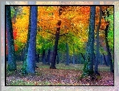 Las, Drzewa, Jesień