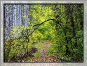 Las, Drzewa, Jesień