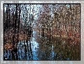 Las, Drzewa, Jezioro