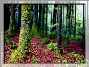 Las, Drzewa, Liście