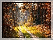 Blask, Jesień, Słoneczny, Drzewa, Ścieżka, Las
