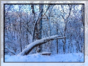 Drzewa, Śnieg, Zima, Gałęzie, Las, Konar