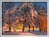 Drzewa, Zima, Park, Latarnie, Zmrok