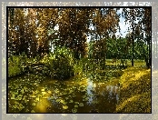 Drzewa, Rzeka, Liście, Lili, Szuwary