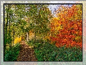 Drzewa, Jesień, Droga, Liście, Kolorowe
