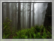 Las, Drzewa, Mgła, Wysokie, Paprocie