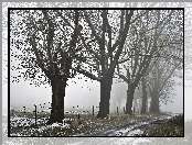 Zima, Drzewa, Mgła, Droga, Pole