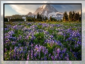 Park Narodowy Mount Rainier, Stratowulkan, Stany Zjednoczone, Drzewa, Łubiny, Łąka, Góry, Mount Rainier, Stan Waszyngton