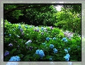 Drzewa, Ogród, Hortensja, Niebieska, Różowa