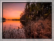 Drzewa, Czerwone, Jezioro, Trawy, Niebo, Suche
