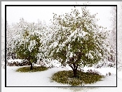 Ośnieżone, Drzewa, Kamienie