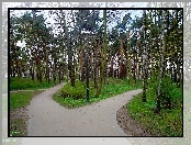 Park, Drzewa, Alejki