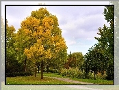 Park, Drzewa, Jesień